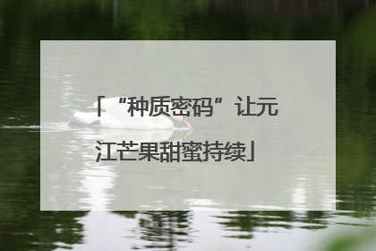 “种质密码”让元江芒果甜蜜持续
