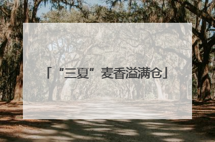 “三夏”麦香溢满仓