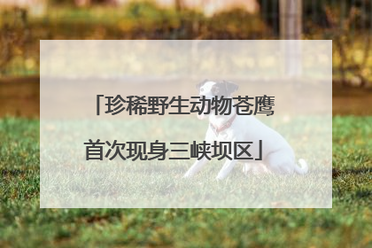 珍稀野生动物苍鹰首次现身三峡坝区