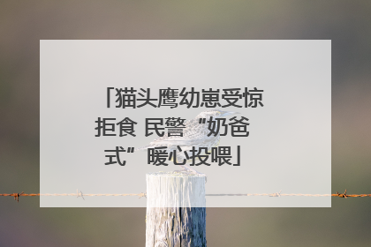 猫头鹰幼崽受惊拒食 民警“奶爸式”暖心投喂