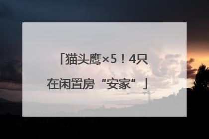 猫头鹰×5！4只在闲置房“安家”