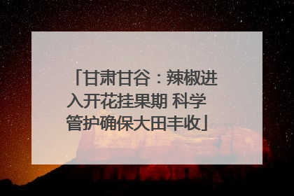 甘肃甘谷：辣椒进入开花挂果期 科学管护确保大田丰收
