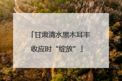 甘肃清水黑木耳丰收应时“绽放”