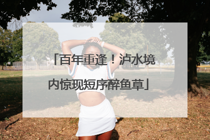 百年重逢！泸水境内惊现短序醉鱼草