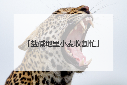盐碱地里小麦收割忙