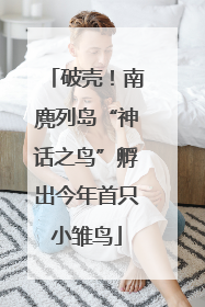 破壳！南麂列岛“神话之鸟”孵出今年首只小雏鸟