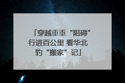 穿越重重“阻碍”行进百公里 看华北豹“搬家”记
