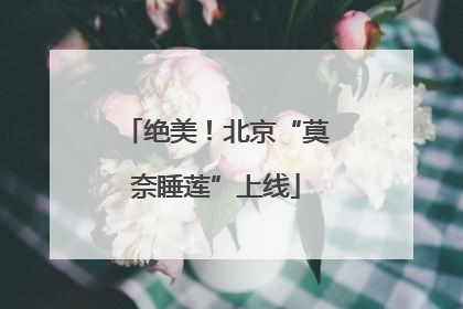 绝美！北京“莫奈睡莲”上线