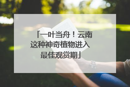 一叶当舟！云南这种神奇植物进入最佳观赏期