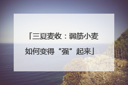 三夏麦收：弱筋小麦如何变得“强”起来