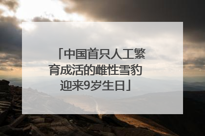 中国首只人工繁育成活的雌性雪豹迎来9岁生日