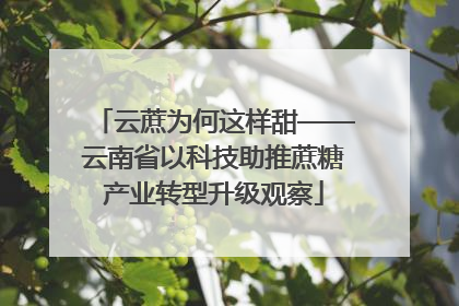 云蔗为何这样甜——云南省以科技助推蔗糖产业转型升级观察