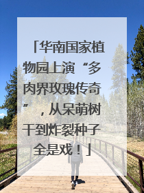 华南国家植物园上演“多肉界玫瑰传奇”，从呆萌树干到炸裂种子全是戏！