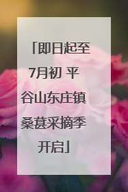 即日起至7月初 平谷山东庄镇桑葚采摘季开启