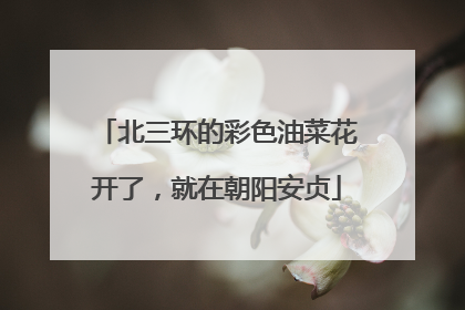 北三环的彩色油菜花开了，就在朝阳安贞