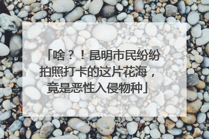 啥？！昆明市民纷纷拍照打卡的这片花海，竟是恶性入侵物种