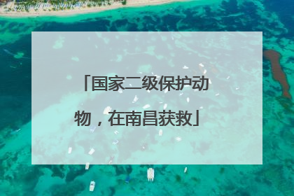 国家二级保护动物，在南昌获救