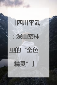 四川平武：深山密林里的“金色精灵”