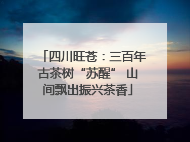 四川旺苍：三百年古茶树“苏醒” 山间飘出振兴茶香