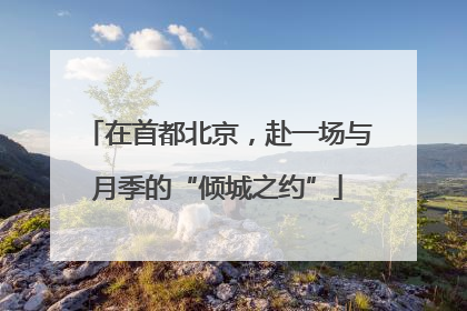 在首都北京，赴一场与月季的“倾城之约”