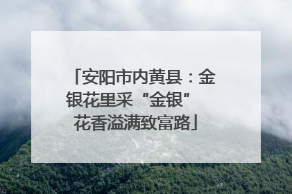 安阳市内黄县：金银花里采“金银” 花香溢满致富路