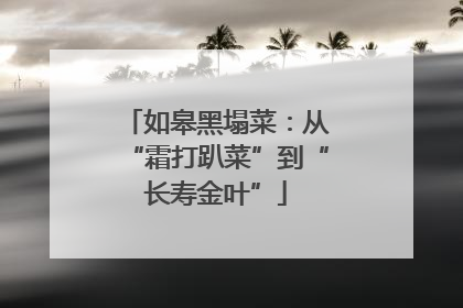 如皋黑塌菜：从“霜打趴菜”到“长寿金叶”