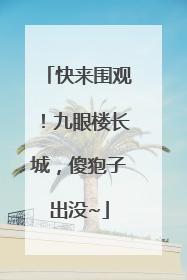 快来围观！九眼楼长城，傻狍子出没~