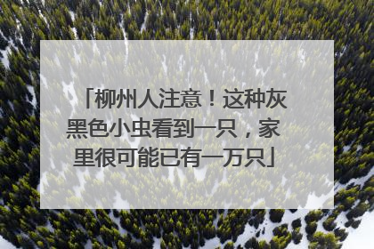柳州人注意!这种灰黑色小虫看到一只,家里很可能已有一万只