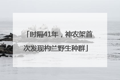 时隔41年，神农架首次发现杓兰野生种群