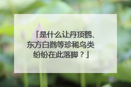 是什么让丹顶鹤、东方白鹳等珍稀鸟类纷纷在此落脚？