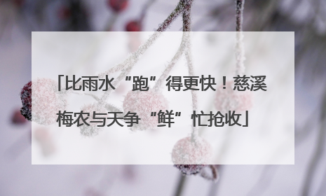 比雨水“跑”得更快！慈溪梅农与天争“鲜”忙抢收