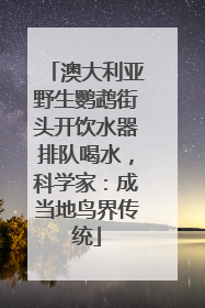 澳大利亚野生鹦鹉街头开饮水器排队喝水，科学家：成当地鸟界传统