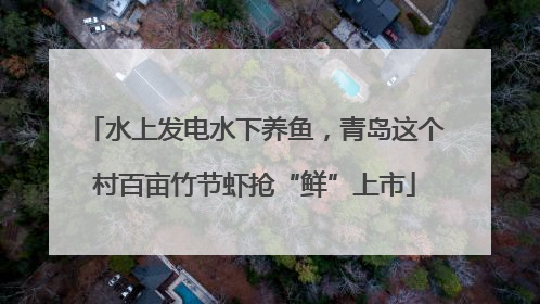 水上发电水下养鱼，青岛这个村百亩竹节虾抢“鲜”上市