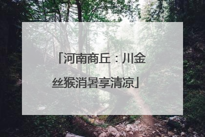 河南商丘：川金丝猴消暑享清凉