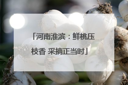 河南淮滨：鲜桃压枝香 采摘正当时