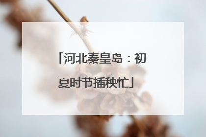 河北秦皇岛：初夏时节插秧忙