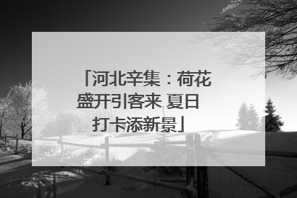河北辛集：荷花盛开引客来 夏日打卡添新景