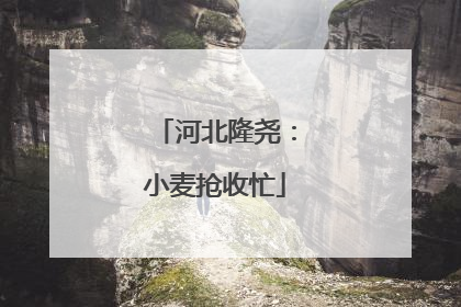 河北隆尧：小麦抢收忙