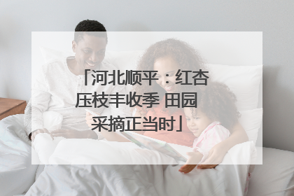 河北顺平：红杏压枝丰收季 田园采摘正当时