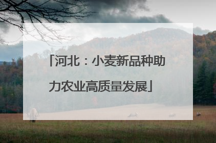河北：小麦新品种助力农业高质量发展