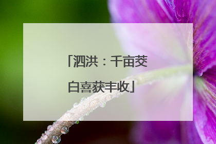泗洪：千亩茭白喜获丰收