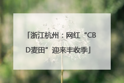 浙江杭州：网红“CBD麦田”迎来丰收季