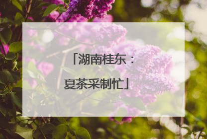 湖南桂东：夏茶采制忙