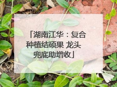 湖南江华：复合种植结硕果 龙头兜底助增收