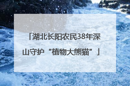 湖北长阳农民38年深山守护“植物大熊猫”