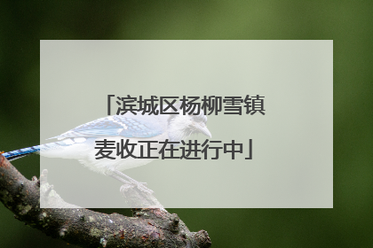 滨城区杨柳雪镇麦收正在进行中