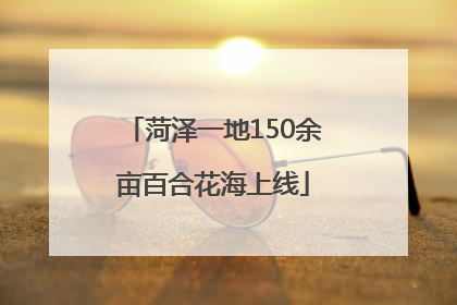 菏泽一地150余亩百合花海上线