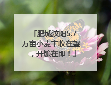 肥城汶阳5.7万亩小麦丰收在望，开镰在即！