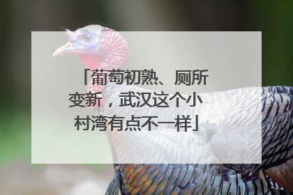 葡萄初熟、厕所变新，武汉这个小村湾有点不一样