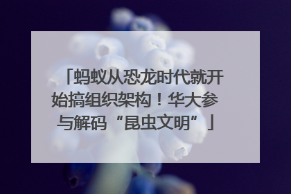 蚂蚁从恐龙时代就开始搞组织架构！华大参与解码“昆虫文明”